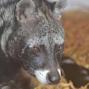 African civet