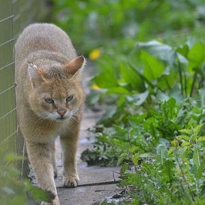 Jungle cat