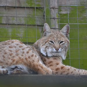 Bobcat