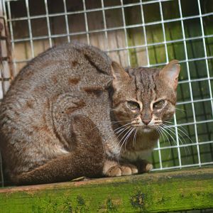 Sri-Lankan rusty-spotted cat