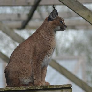 Caracal