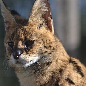 Serval
