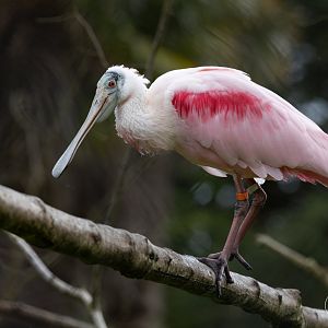 Roseate Spoonbill / Paignton / 15-3-24