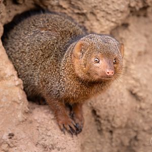 Dwarf Mongoose / Paignton / 15-3-24