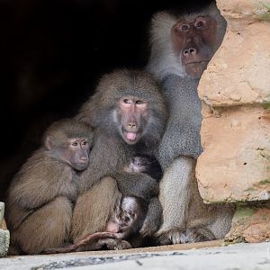 Hamadryas Baboon family / Paignton / 15-3-24
