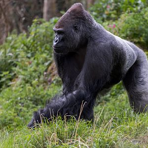 Western Lowland Gorilla / Paignton / 15-3-24