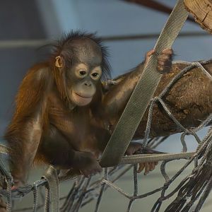Ranbi - Bornean Orangutan  / Paignton / 15-3-24