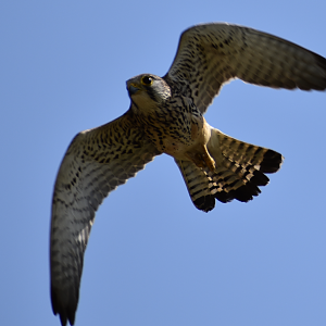 Eurasian Kestrel ~ Futakotamagawa