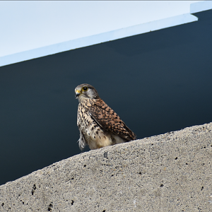 Eurasian Kestrel ~ Futakotamagawa