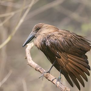 Hamerkop (Hamerhead) / Paignton / 15-3-24