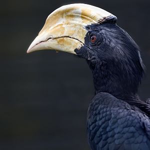 Black (Malay) Hornbill / Paignton / 15-3-24