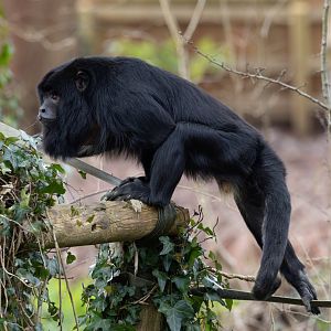 Black Howler Monkey / Paignton / 15-3-24