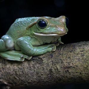 Thao Whipping Frog - Fea's Tree Frog / Paignton / 15-3-24