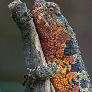 Chinese Crocodile Lizard / Paignton / 15-3-24