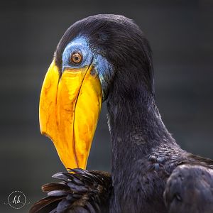 Sunda Wrinkled Hornbill / Paignton / 15-3-24