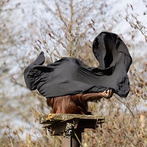 Young Bornean Orangutan  / Paignton / 15-3-24