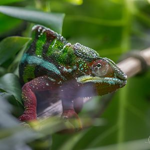 Panther Chameleon / Paignton / 15-3-24