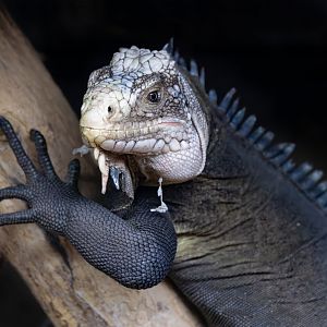 Lesser Antillian Iguana / Paignton / 15-3-24