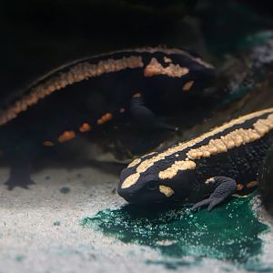 Laos warty newts / Paignton / 15-3-24