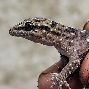 Hemidactylus albituberculatus