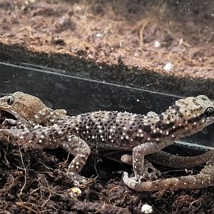 Hemidactylus albituberculatus