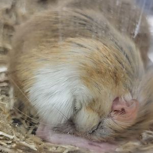 Greater Egyptian gerbil - Gerbillus pyramidum