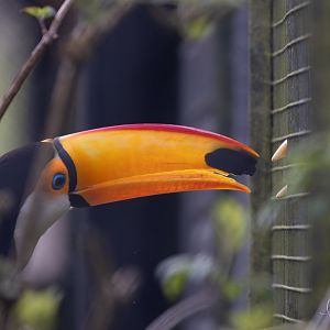 Toco Toucan communicating with Wrinkled Hornbill / Paignton / 15-3-24