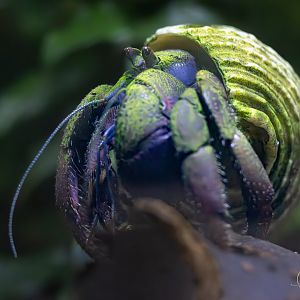 Land Hermit Crab / Paignton / 15-3-24