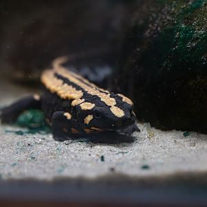 Laos Warty Newt / Paignton / 15-3-24