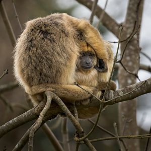 Black Howler Monkey / Paignton / 15-3-24