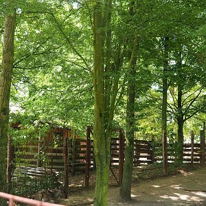 European forest reindeer holding area, 2023-07-18