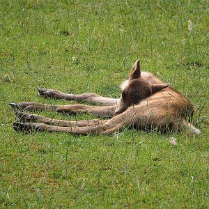 Eurasian forest reindeer (Rangifer tarandus fennicus) calf, 2023-07-18