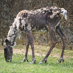 Eurasian forest reindeer (Rangifer tarandus fennicus), 2023-07-18