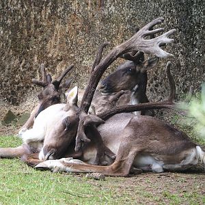 Eurasian forest reindeer (Rangifer tarandus fennicus) herd, 2023-07-18
