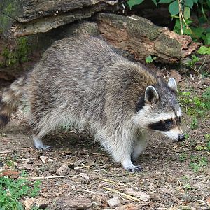 Northern Raccoon (Procyon lotor), 2023-07-18
