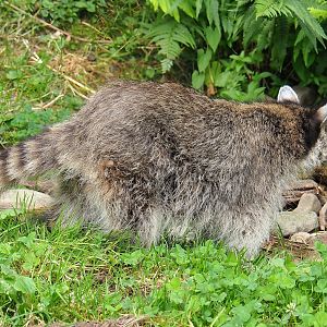Northern Raccoon (Procyon lotor), 2023-07-18