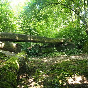 Eurasian grey wolf exhibit - Area near tunnel with visitor pop-up box, 2023-07-18