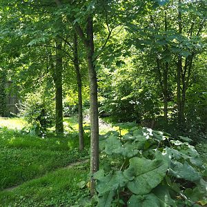 Eurasian grey wolf exhibit, 2023-07-18