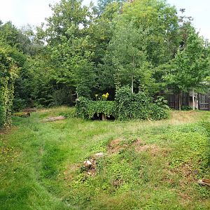 Eurasian grey wolf exhibit, 2023-07-18