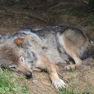 Old Eurasian grey wolf (Canis lupus lupus), 2023-07-18
