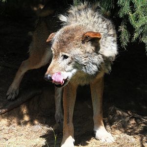 Old Eurasian grey wolf (Canis lupus lupus), 2023-07-18