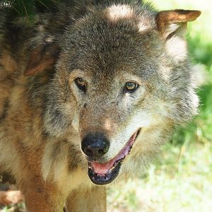 Old Eurasian grey wolf (Canis lupus lupus), 2023-07-18