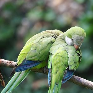 Monk parakeets (Myiopsitta monachus), 2023-07-18