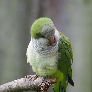 Monk parakeet (Myiopsitta monachus), 2023-07-18