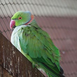 Indian ring-necked parakeet, 2023-07-18