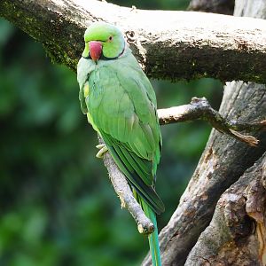 Indian ring-necked parakeet, 2023-07-18