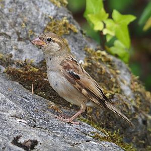 Wild House sparrow (Passer domesticus), 2023-07-18