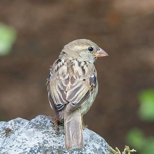 Wild House sparrow (Passer domesticus), 2023-07-18