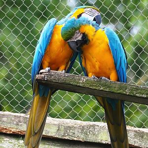 Blue-and-gold macaws (Ara ararauna), 2023-07-18