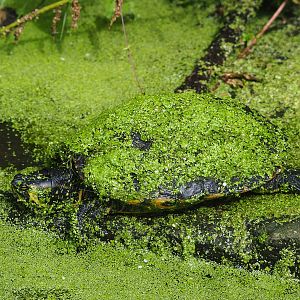 Yellow-bellied slider (Trachemys scripta scripta), 2023-07-18
